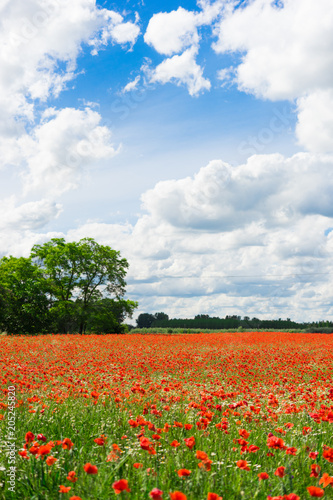 red poppy against blue cloudy sky