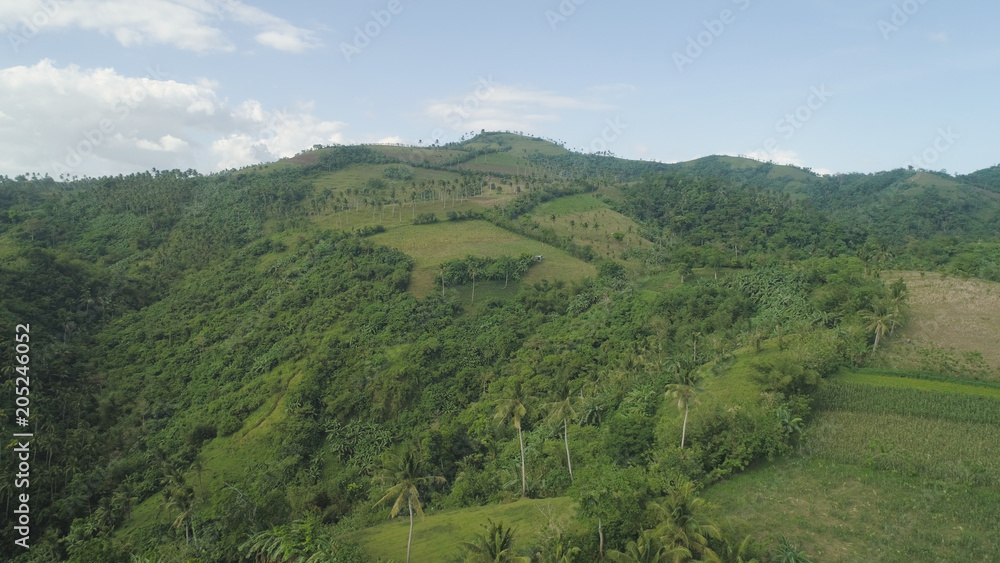 Aerial view of palm trees and agricultural land on the slopes of the mountains. Mountains covered forest, trees. Luzon, Philippines.