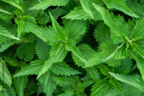 Young nettle in the garden