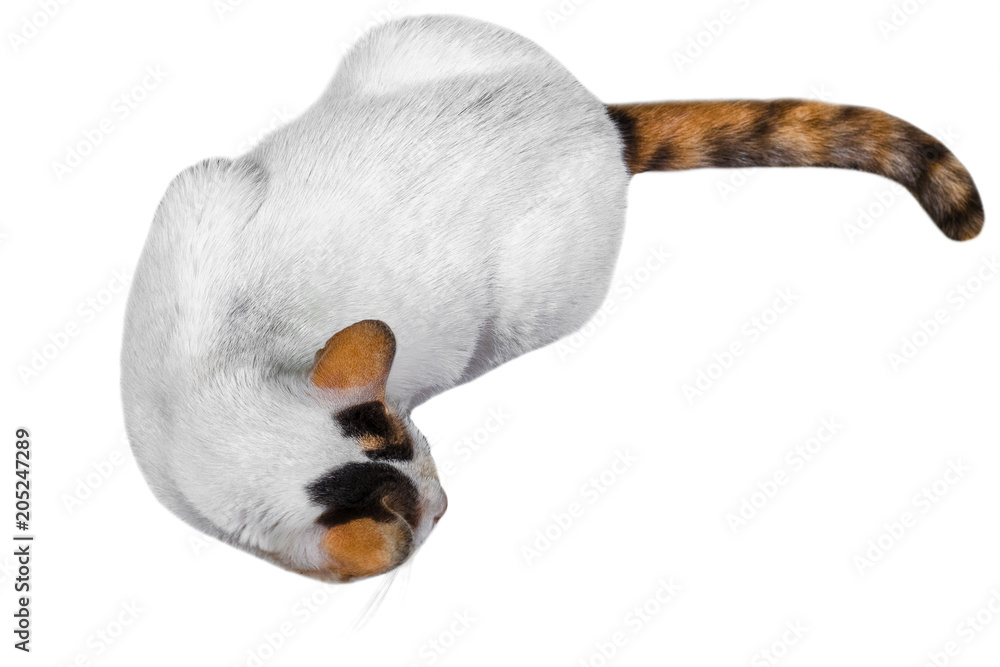 Obraz premium Portrait of white, yellow tabby cat isolated on white background