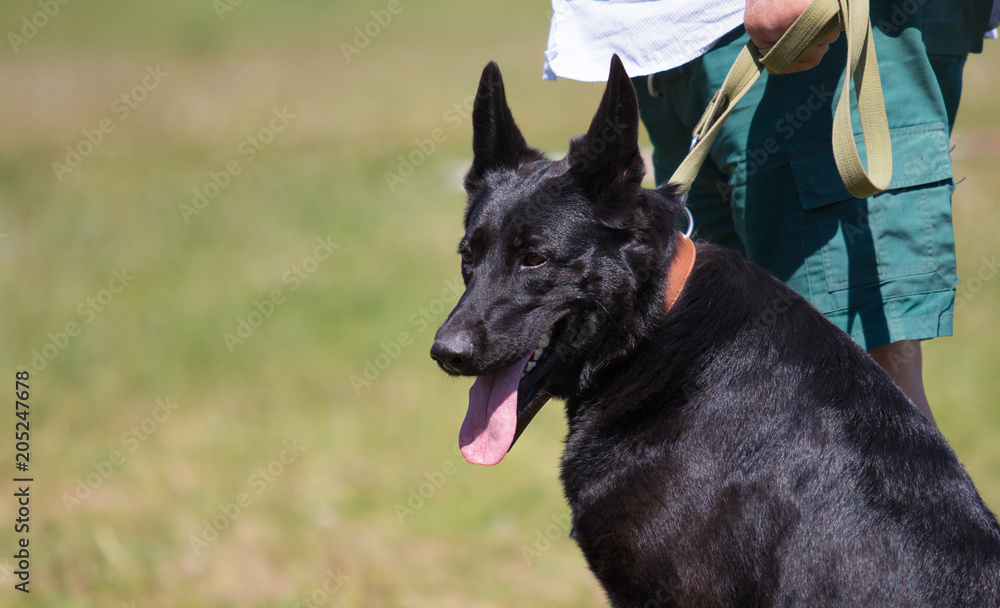 black shepherd on the grass black shepherd on the grass
