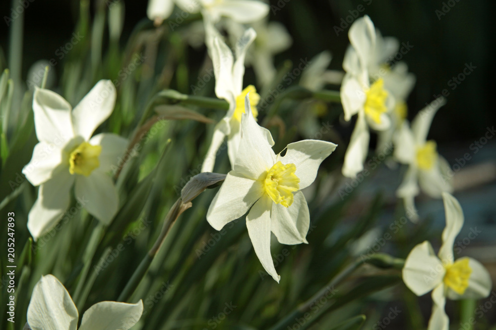 white daffodil flowers