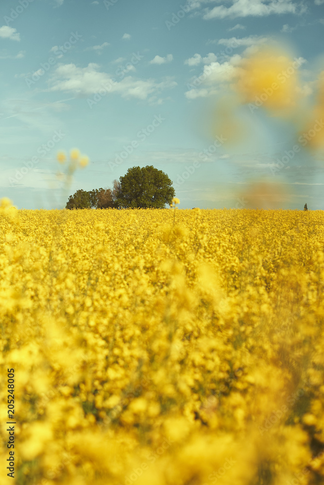 Obraz premium Gelbes Feld