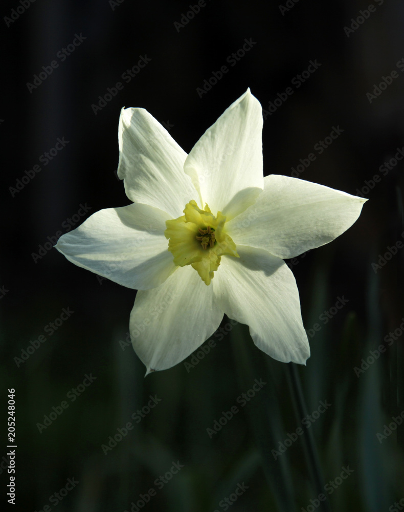 Fototapeta premium white daffodil on a dark background