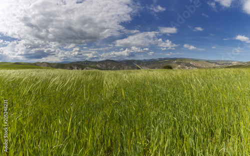 Spring in the fields of Gob...