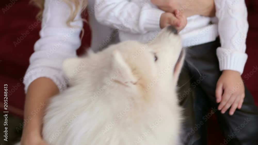 Close-up of a fluffy Husky dog, she plays with a little girl. Happy family with a dog playing at home on Christmas. Close-up of a fluffy Husky dog, she plays with a little girl. Happy family with a dog playing at home on Christmas.