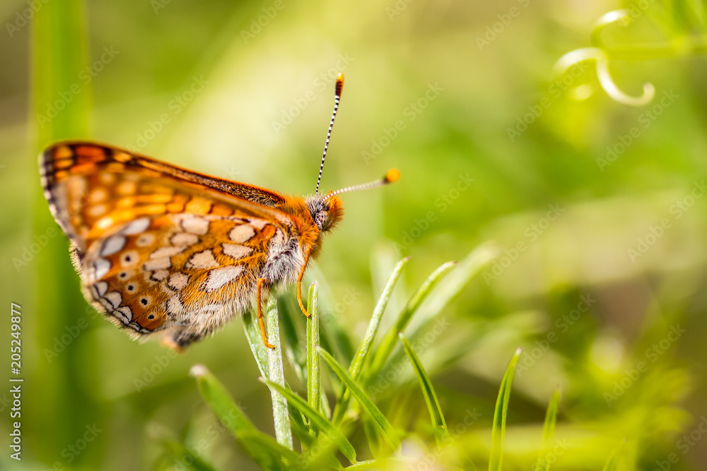Fototapeta premium orange fly