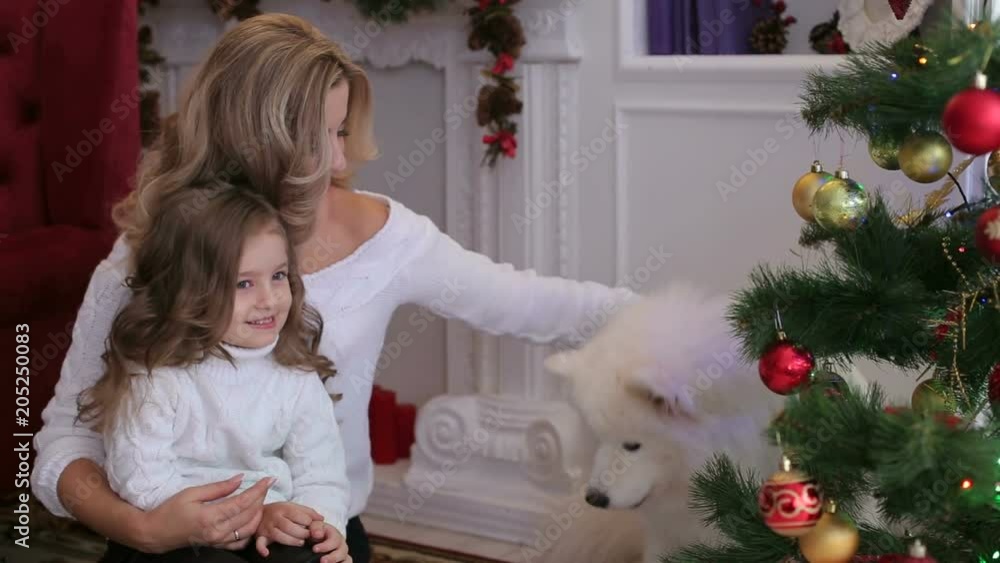 Lovely mother and child playing under a Christmas tree with a fluffy dog. Samoyed husky dog. Lovely mother and child playing under a Christmas tree with a fluffy dog. Samoyed husky dog.