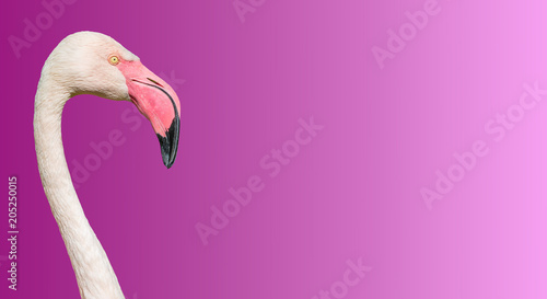 Rosy Chilean flamingo at smooth gradient background