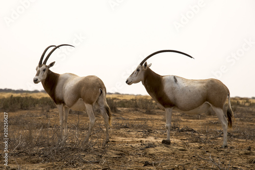 Oryx algazelle, Oryx dammah photo