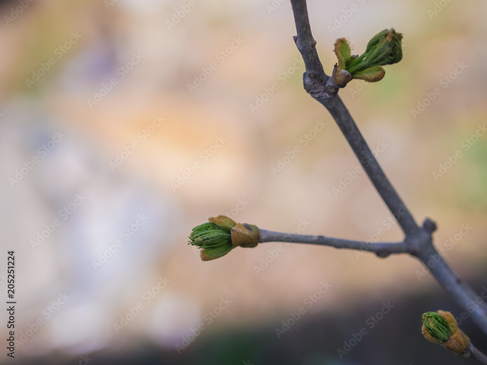 Green bud in spring. Selective focus with shallow depth of field. Green bud in spring. Selective focus with shallow depth of field.