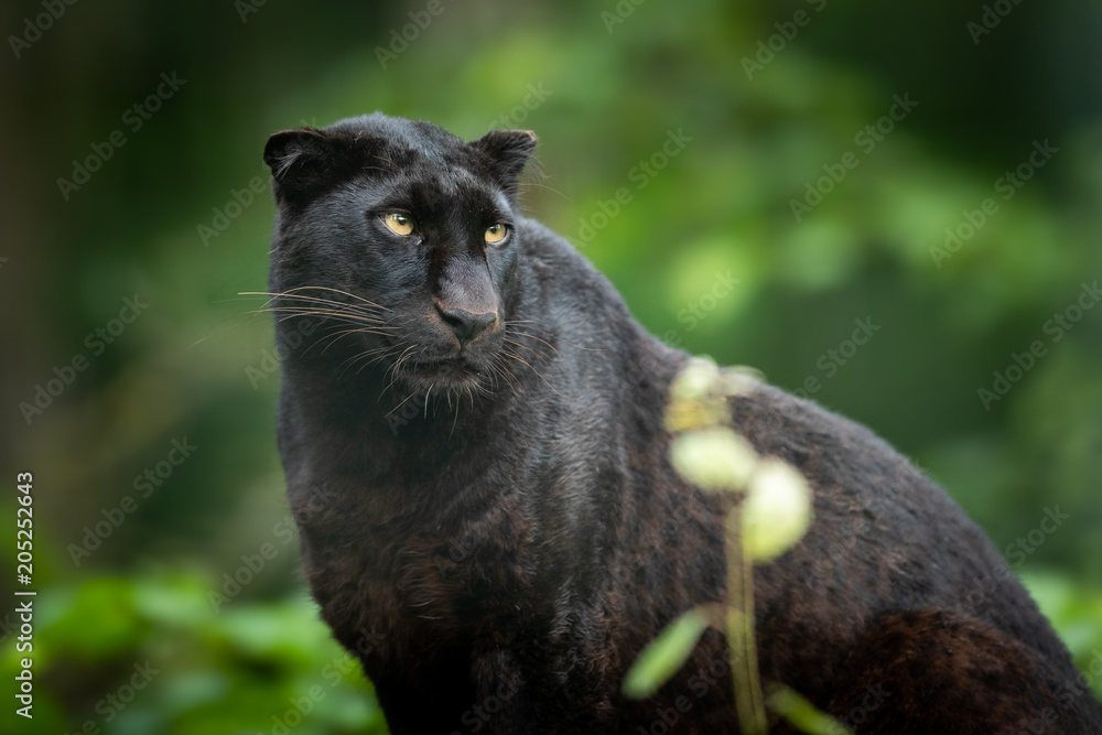 Black Panther Animal Stock Photo | Adobe Stock
