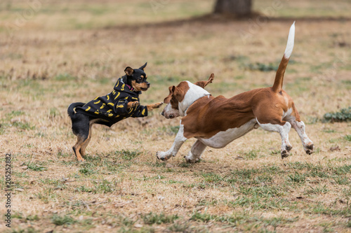Dog Basset Hound and a pinscher dog with banana clothes playing outdoors in the park