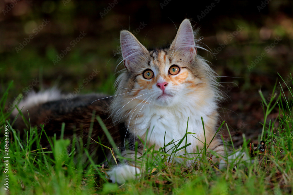 Norwegian forest cat kitten is spending time in shadows