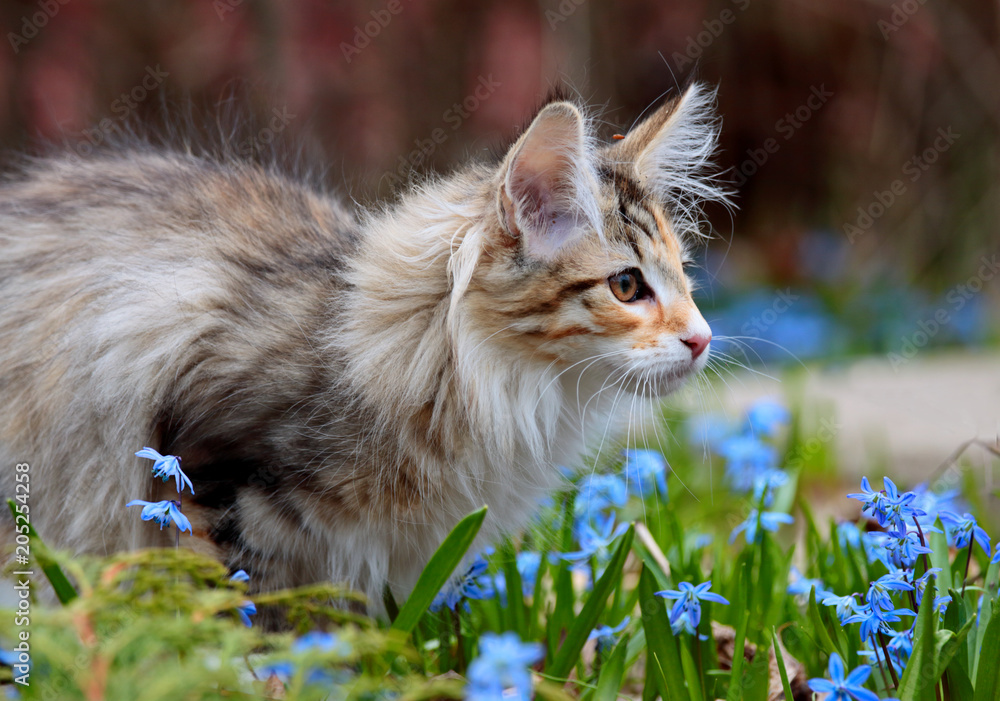 Sweet little norwegian forest cat in garden with blue small flowers Sweet little norwegian forest cat in garden with blue small flowers