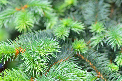 Pine tree close-up. Holiday decor.