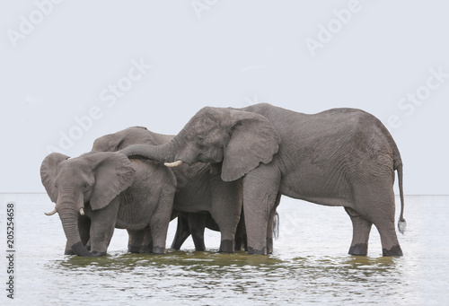 Elephants are swimming in the water