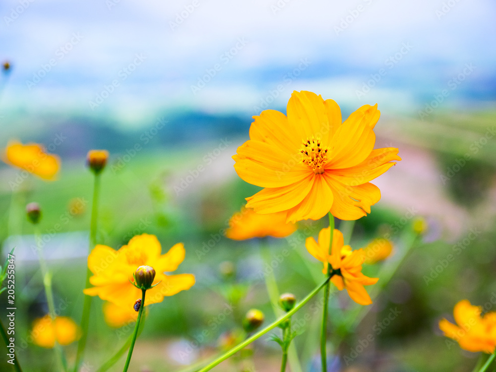 Yellow Cosmos in Mountain background