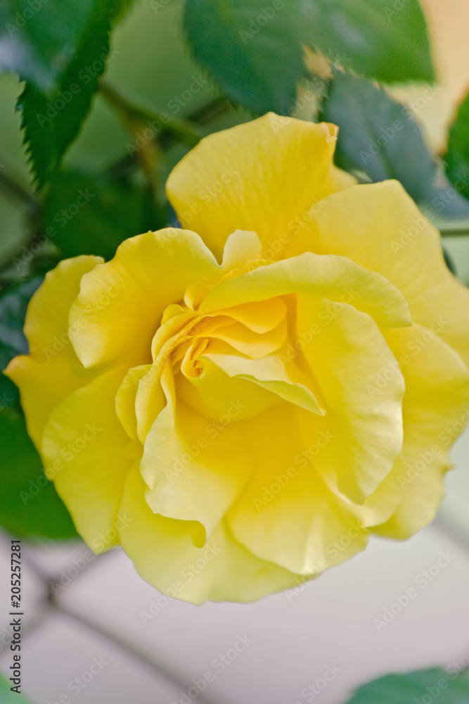 Yellow rose among green foliage on a sunny day Yellow rose among green foliage on a sunny day