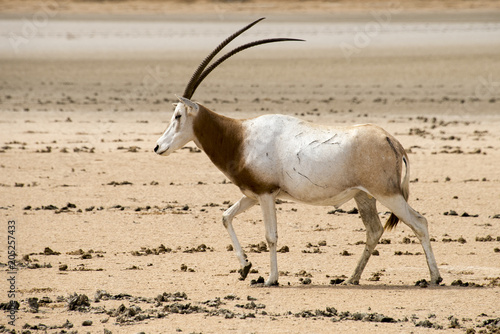 Oryx algazelle, Oryx dammah photo