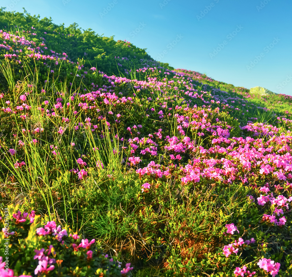Pink rhododendron in summer mountains. Pink rhododendron in summer mountains.