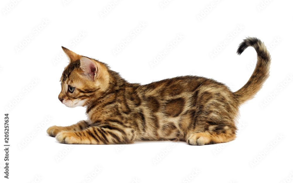 Obraz premium kotek na białym tle
