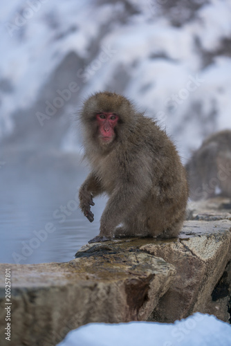 Cute Naughty Monkey © Aris Suwanmalee