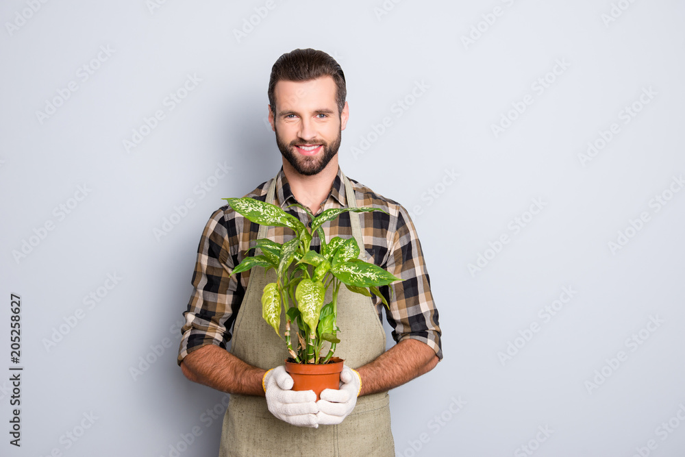 Portrait of cheerful brunet florist with stubble in shirt and apron showing, having house plant, diffenbachia in pot looking at camera isolated on grey background Portrait of cheerful brunet florist with stubble in shirt and apron showing, having house plant, diffenbachia in pot looking at camera isolated on grey background