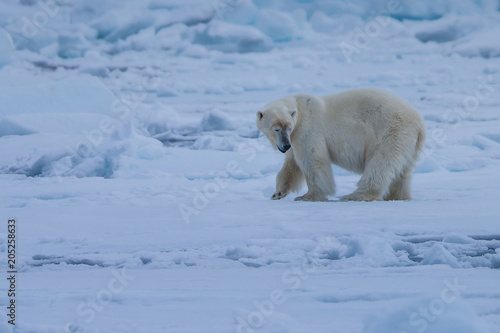 Polar bear of Spitzbergen (Ursus maritimus)