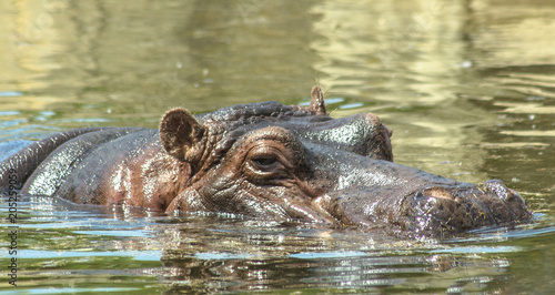 Hippopotamus swims in the water.