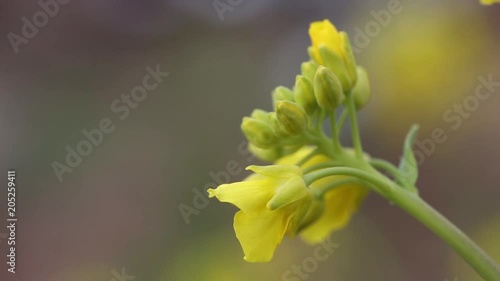 Flower Chinese cabbage blooming in the field.