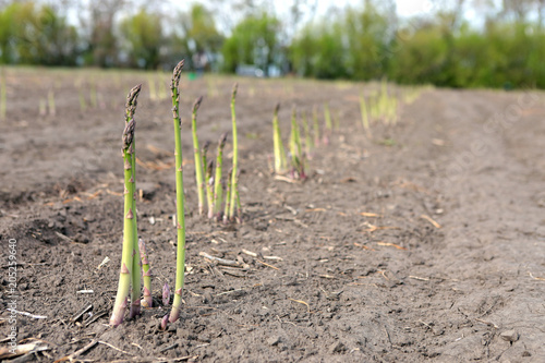 Industrial production of asparagus. Picking young asparagus. Growing juicy asparagus. Packing of asparagus on an industrial conveyor. 