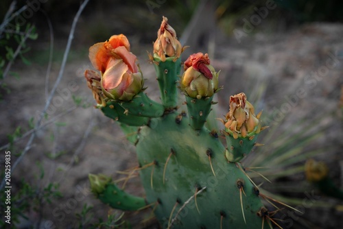 Cacti blooms