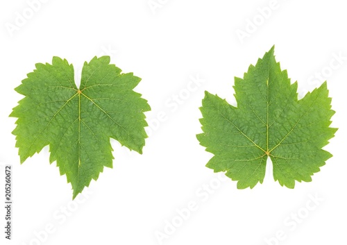collection of green grape leaves isolated on white background