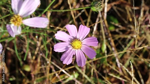 Beautiful cosmos flowers on the flowerbed.