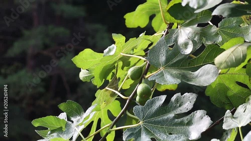 young figs look fresh.