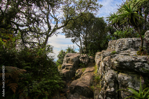 Trail at God's Window viewpoint in Blyde River Canyon area in Mpumalanga Province of South Africa