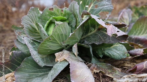 cabbage growing in the garden