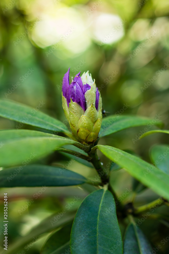 Pontic rhododendron (Rhododendron Ponticum - in latin) in garden Pontic rhododendron (Rhododendron Ponticum - in latin) in garden