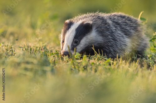 badger under the sun with grass and wild atmosphere © Jeremy