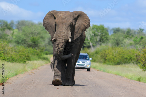 African elephant walking towards the viewer on a road in Kruger National Park, South Africa, with a car in the background
