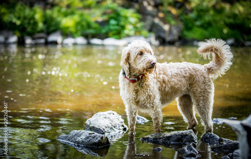Wallpaper Mural Labradoodle in the river Torontodigital.ca