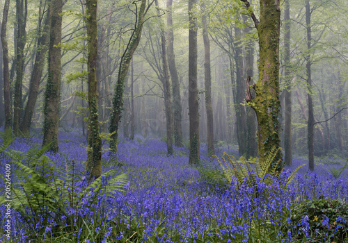 Forest of Bluebells on a misty day