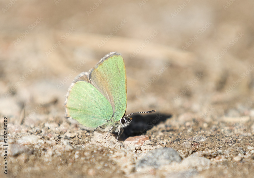 Callophrys rubi Callophrys rubi