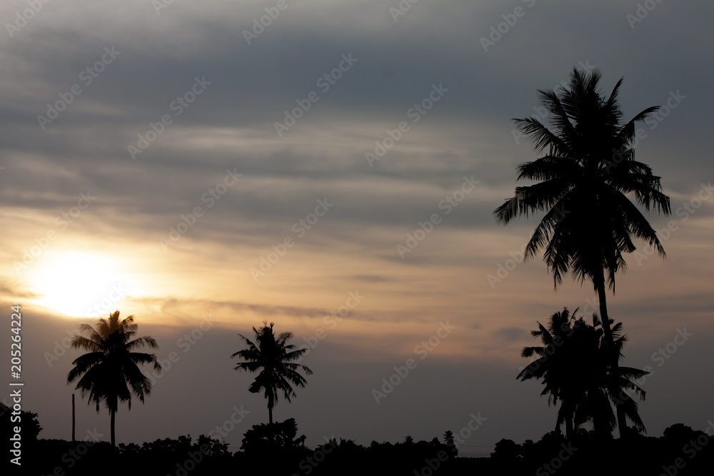 The silhouette of a coconut tree with golden evening sky.