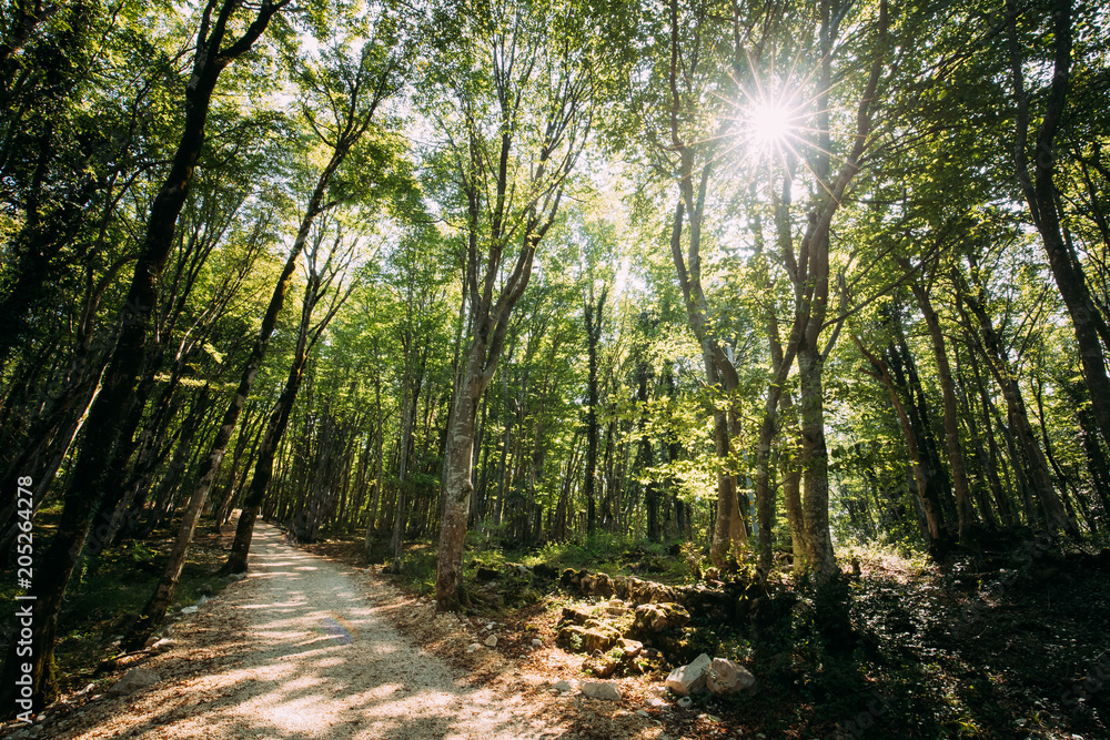 Fototapeta premium Kutaisi, Georgia. Forest Road Lane Pathway Among Greenery In State