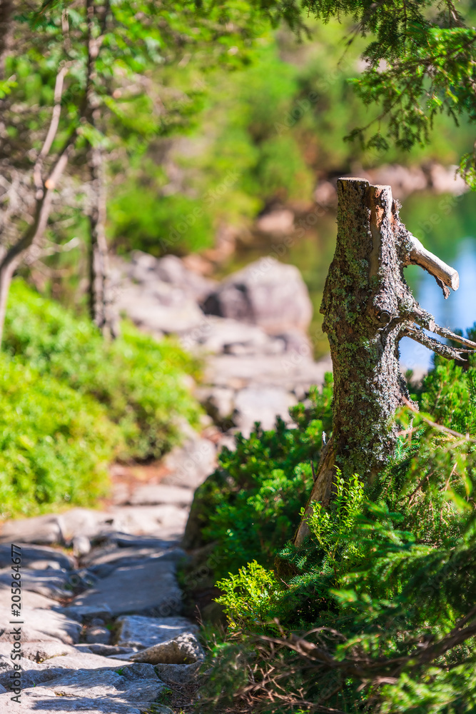stump, hiking trail around Lake Morskie Oko in Poland stump, hiking trail around Lake Morskie Oko in Poland