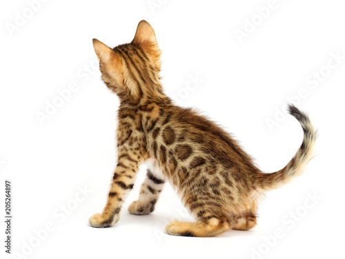 kitten on white background