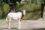 Oryx damascus (Oryx dammah) stands on a catwalk against a blurred wooden fence.