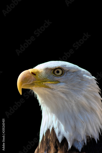 American bald eagle. USA pride and patriotism in national bird.